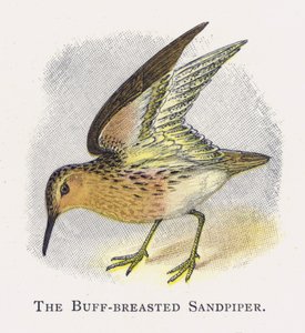 De Geelborststrandloper