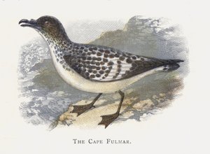De Kaapse Stormvogel