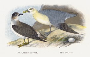 De Gehoede Stormvogel, De Fulmar