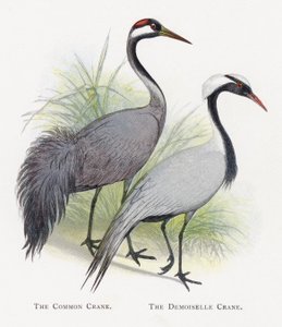 De Kraanvogel, De Jufferkraanvogel door Alexander Francis Lydon