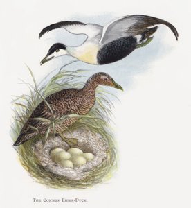 De Eider