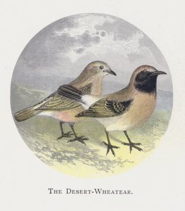 De Woestijntapuit