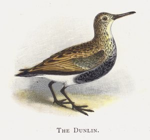 De Bonte Strandloper
