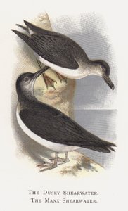 De Donkere Pijlstormvogel, De Manx Pijlstormvogel door Alexander Francis Lydon