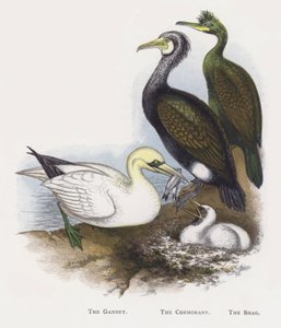 De Jan-van-gent, De Aalscholver, De Kuifaalscholver