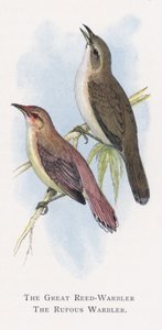 De Grote Karekiet, De Roodstaart