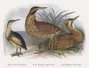 De Woudaap, De Amerikaanse Woudaap, De Roerdomp door Alexander Francis Lydon