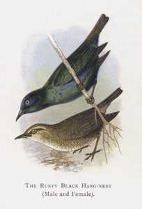 De Roestige Zwarte Hangnest, Mannetje en Vrouwtje door Alexander Francis Lydon
