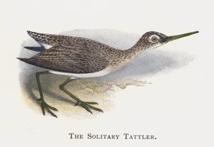 De Solitaire Strandloper