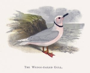 De Wigstaartmeeuw