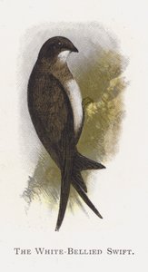 De Witbuikgierzwaluw