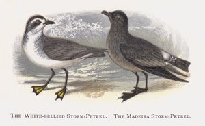 De Witbuikstormvogel, De Madeira Stormvogel