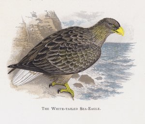 De Zeearend