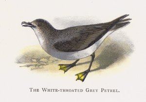 De Witkeelgrijze Stormvogel
