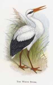 De Witte Ooievaar