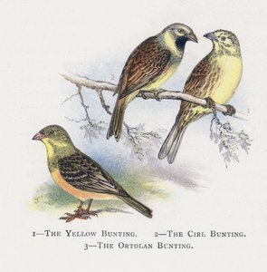 De Gele Gors, De Cirlgors, De Ortolaan door Alexander Francis Lydon