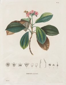 Voyage aux Régions équinoxiales du nouveau continent, fait dans les années 1709 à 1804: Monographie des melastomacées: Nr. 54 door Alexander, Freiherr von Humboldt