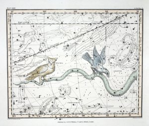 De sterrenbeelden (Plaat XXVII) Hydra Continua, Crater, Covus, Centaurus et Lupus, uit 
