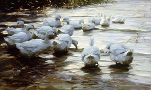 Eenden in ondiep rietwater door Alexander Koester