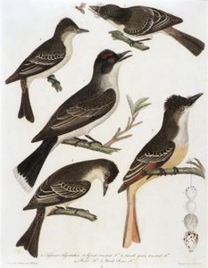 1. Tiran Vliegenvanger. 2. Grote F. 3. Kleine groene fuut. 4. Pe-We F. 5. Wood Pe-We F. (uit het boek, American Orinthology)