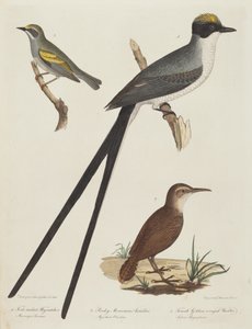 Vorkstaartvliegenvanger, Rocky Mountain miereneter en vrouwelijke goudvleugelzanger door Alexander Lawson