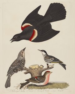 Roodvleugelspreeuw, vrouwelijke roodvleugelspreeuw, zwartkopzanger en kleine roodkopzanger door Alexander Lawson after Alexander Wilson
