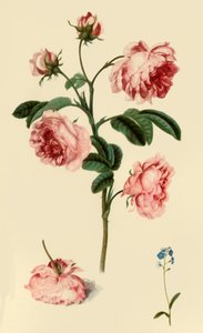 Rosa Provincialis en Vergeet-mij-niet