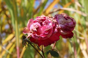 Verwelkte rozen in de nazomer