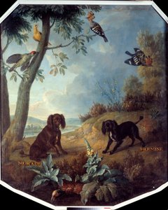 Nootmuskaat en Hermelijn, de honden van Lodewijk XIV (1638-1715). Schilderij door François Desportes (1661-1743)