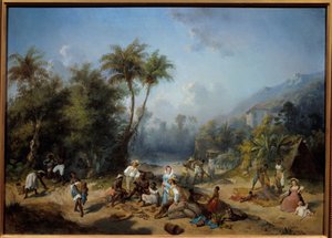 Een cacaoplantage in West-Indië
