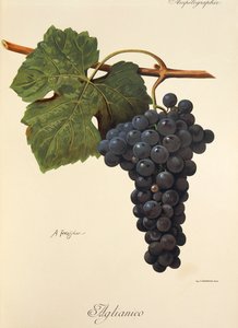 Aglianico-druif door Alexis Kreyder