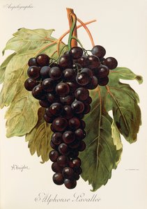 Alphonse Lavallee druif