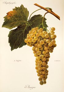 Amigne-druif door A. Kreyder