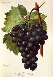 Appley Towers druif. Illustratie door A. Kreyder, Pessione, uit Traite General de Viticulture. Ampelographie door Alexis Kreyder