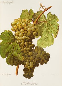 Aubin Blanc-druif door A. Kreyder