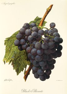 Black Alicante druif door Alexis Kreyder