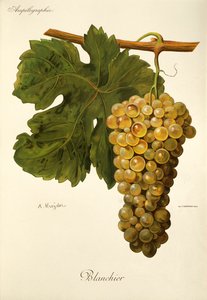 Blanchier-druif door A. Kreyder
