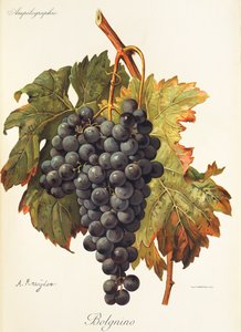 Bolgnino door Alexis Kreyder