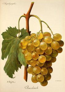 Buccleuch druif door A. Kreyder door Alexis Kreyder