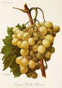 Cannon Hall Muscat druif
