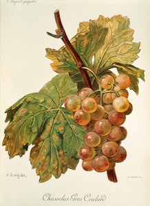 Chasselas Gros Coulard druif door Alexis Kreyder