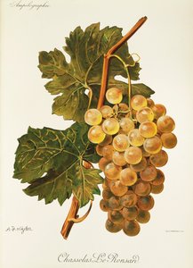 Chasselas Le Ronsard druif
