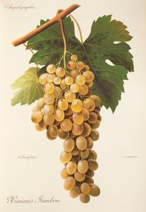 Himenes Jumbon druif