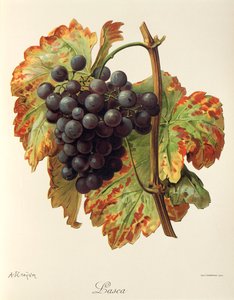 Lasca door Alexis Kreyder