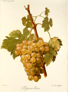 Lignan Blanc druif door A. Kreyder door Alexis Kreyder