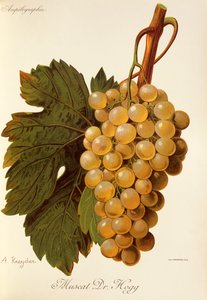Muscat Dr. Hogg druif