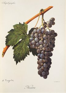 Nocera druif door Alexis Kreyder