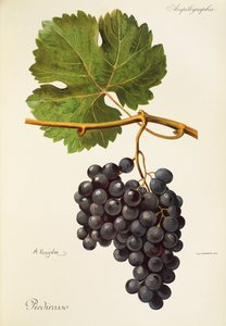 Piedirosso-druif door A. Kreyder