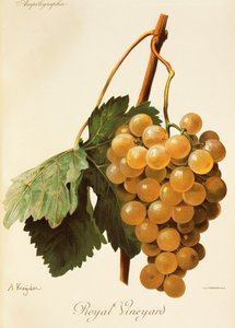 Royal Vineyard druif door Alexis Kreyder