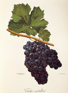 Tinta Castellao-druif door A. Kreyder door Alexis Kreyder
